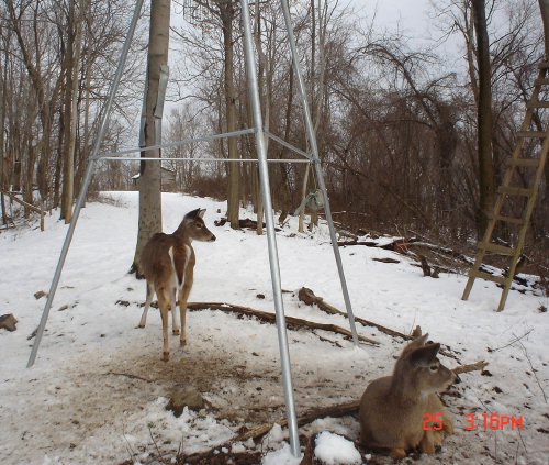 Whitetail deer lying at the feeder.